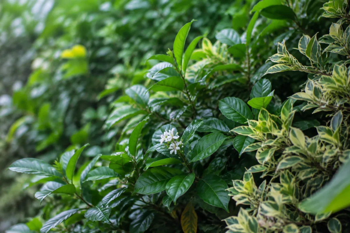 Haie persistante de laurier-tin et de pittosporum délimitant un jardin méditerranéen ensoleillé