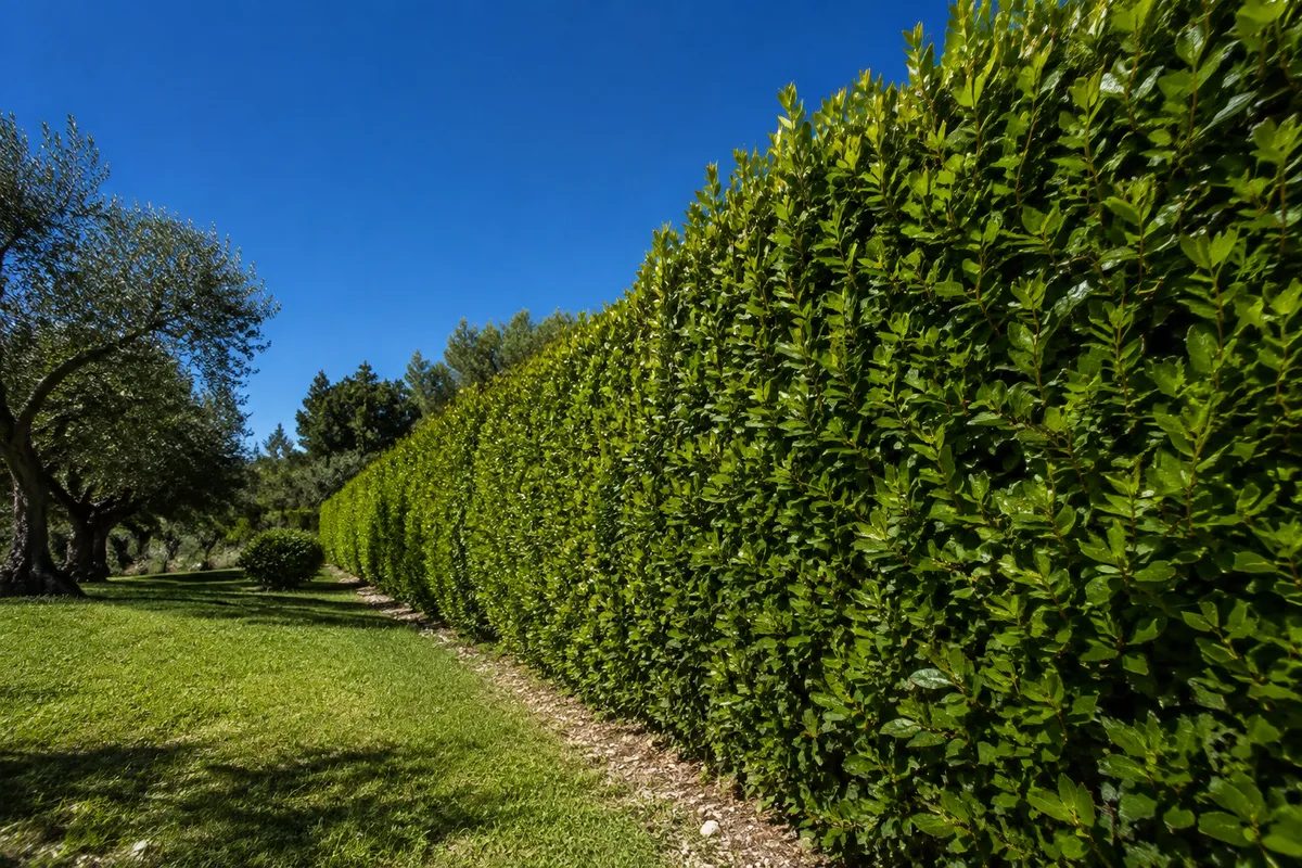 Haie brise-vue en Languedoc : espèces, plantation, entretien