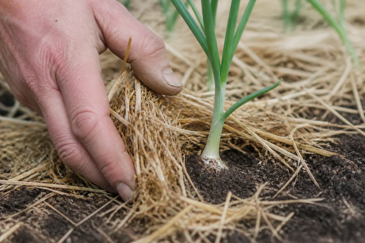 Main écartant la paille autour d&rsquo;un jeune plant d&rsquo;oignon pour dégager le collet