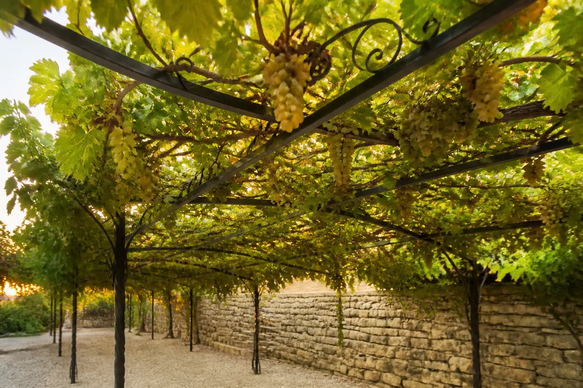 Pergola de jardin couverte d’une treille de vigne caduque en fin d’été