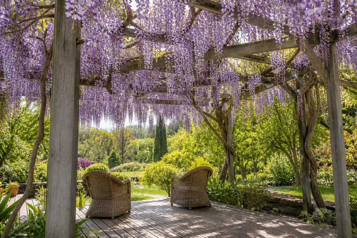 Terrasse ombragée par une pergola garnie de glycine en fleurs au printemps