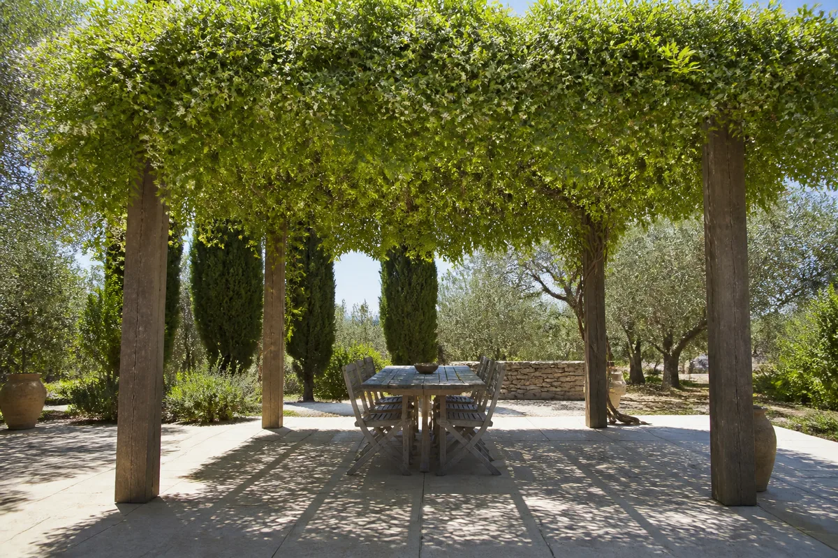 Plantes grimpantes pour pergola en climat chaud et sec